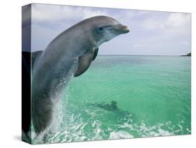 Bottlenose Dolphins, Caribbean Sea-Stuart Westmoreland-Stretched Canvas