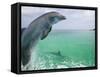 Bottlenose Dolphins, Caribbean Sea-Stuart Westmoreland-Framed Stretched Canvas