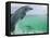 Bottlenose Dolphins, Caribbean Sea-Stuart Westmoreland-Framed Stretched Canvas