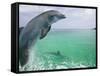 Bottlenose Dolphins, Caribbean Sea-Stuart Westmoreland-Framed Stretched Canvas