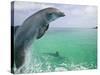 Bottlenose Dolphins, Caribbean Sea-Stuart Westmoreland-Stretched Canvas