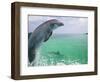 Bottlenose Dolphins, Caribbean Sea-Stuart Westmoreland-Framed Photographic Print