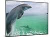 Bottlenose Dolphins, Caribbean Sea-Stuart Westmoreland-Mounted Photographic Print