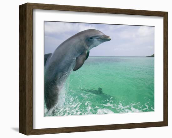 Bottlenose Dolphins, Caribbean Sea-Stuart Westmoreland-Framed Photographic Print