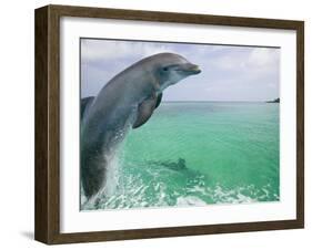 Bottlenose Dolphins, Caribbean Sea-Stuart Westmoreland-Framed Photographic Print