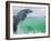 Bottlenose Dolphins, Caribbean Sea-Stuart Westmoreland-Framed Photographic Print