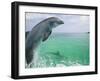 Bottlenose Dolphins, Caribbean Sea-Stuart Westmoreland-Framed Photographic Print