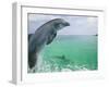 Bottlenose Dolphins, Caribbean Sea-Stuart Westmoreland-Framed Photographic Print