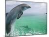 Bottlenose Dolphins, Caribbean Sea-Stuart Westmoreland-Mounted Photographic Print