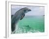 Bottlenose Dolphins, Caribbean Sea-Stuart Westmoreland-Framed Photographic Print