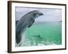 Bottlenose Dolphins, Caribbean Sea-Stuart Westmoreland-Framed Photographic Print