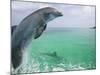 Bottlenose Dolphins, Caribbean Sea-Stuart Westmoreland-Mounted Photographic Print