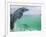 Bottlenose Dolphins, Caribbean Sea-Stuart Westmoreland-Framed Photographic Print