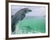 Bottlenose Dolphins, Caribbean Sea-Stuart Westmoreland-Framed Photographic Print