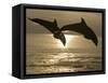 Bottlenose Dolphins, Caribbean Sea-Stuart Westmoreland-Framed Stretched Canvas