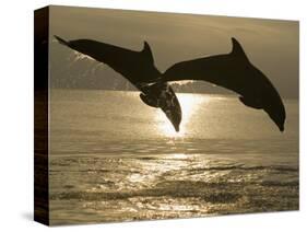 Bottlenose Dolphins, Caribbean Sea-Stuart Westmoreland-Stretched Canvas