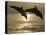 Bottlenose Dolphins, Caribbean Sea-Stuart Westmoreland-Stretched Canvas