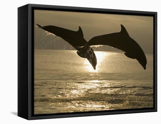 Bottlenose Dolphins, Caribbean Sea-Stuart Westmoreland-Framed Stretched Canvas