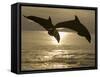Bottlenose Dolphins, Caribbean Sea-Stuart Westmoreland-Framed Stretched Canvas