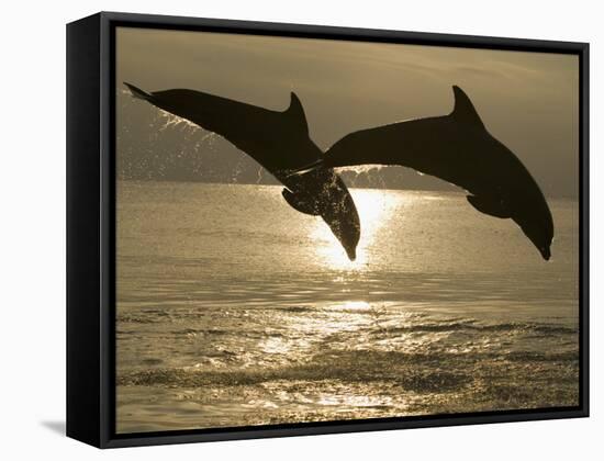 Bottlenose Dolphins, Caribbean Sea-Stuart Westmoreland-Framed Stretched Canvas