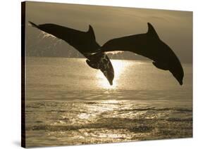 Bottlenose Dolphins, Caribbean Sea-Stuart Westmoreland-Stretched Canvas