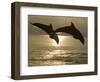 Bottlenose Dolphins, Caribbean Sea-Stuart Westmoreland-Framed Photographic Print