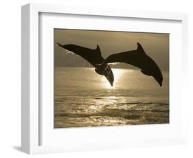 Bottlenose Dolphins, Caribbean Sea-Stuart Westmoreland-Framed Photographic Print