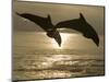 Bottlenose Dolphins, Caribbean Sea-Stuart Westmoreland-Mounted Photographic Print