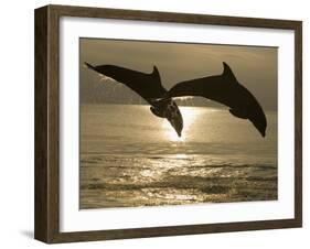 Bottlenose Dolphins, Caribbean Sea-Stuart Westmoreland-Framed Photographic Print