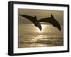 Bottlenose Dolphins, Caribbean Sea-Stuart Westmoreland-Framed Photographic Print