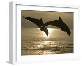 Bottlenose Dolphins, Caribbean Sea-Stuart Westmoreland-Framed Photographic Print