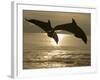 Bottlenose Dolphins, Caribbean Sea-Stuart Westmoreland-Framed Photographic Print