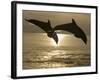 Bottlenose Dolphins, Caribbean Sea-Stuart Westmoreland-Framed Photographic Print