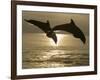 Bottlenose Dolphins, Caribbean Sea-Stuart Westmoreland-Framed Photographic Print