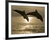 Bottlenose Dolphins, Caribbean Sea-Stuart Westmoreland-Framed Photographic Print