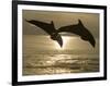 Bottlenose Dolphins, Caribbean Sea-Stuart Westmoreland-Framed Photographic Print