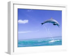 Bottlenose Dolphins, Caribbean Sea-Stuart Westmoreland-Framed Photographic Print