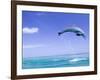 Bottlenose Dolphins, Caribbean Sea-Stuart Westmoreland-Framed Photographic Print