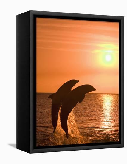 Bottlenose Dolphins, Caribbean Sea-Stuart Westmoreland-Framed Stretched Canvas