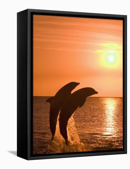 Bottlenose Dolphins, Caribbean Sea-Stuart Westmoreland-Framed Stretched Canvas