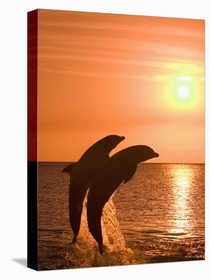 Bottlenose Dolphins, Caribbean Sea-Stuart Westmoreland-Stretched Canvas