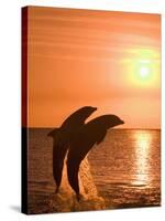 Bottlenose Dolphins, Caribbean Sea-Stuart Westmoreland-Stretched Canvas