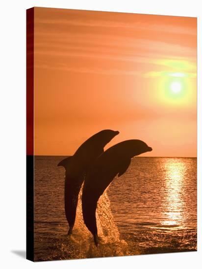 Bottlenose Dolphins, Caribbean Sea-Stuart Westmoreland-Stretched Canvas