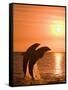 Bottlenose Dolphins, Caribbean Sea-Stuart Westmoreland-Framed Stretched Canvas