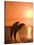 Bottlenose Dolphins, Caribbean Sea-Stuart Westmoreland-Stretched Canvas