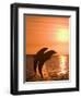 Bottlenose Dolphins, Caribbean Sea-Stuart Westmoreland-Framed Photographic Print