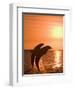 Bottlenose Dolphins, Caribbean Sea-Stuart Westmoreland-Framed Photographic Print