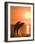 Bottlenose Dolphins, Caribbean Sea-Stuart Westmoreland-Framed Photographic Print