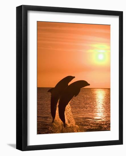 Bottlenose Dolphins, Caribbean Sea-Stuart Westmoreland-Framed Photographic Print