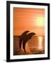 Bottlenose Dolphins, Caribbean Sea-Stuart Westmoreland-Framed Photographic Print